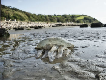 Close-up of animal skull on beach