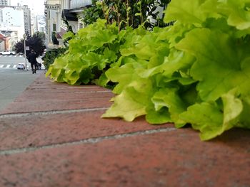 Green leaves on street in city