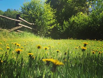 View of yellow flowering plants on field