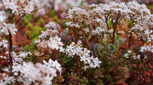 Close-up of white flowers