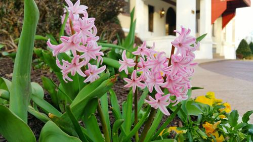 Close-up of pink flower blooming outdoors