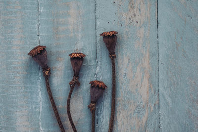 Close-up of wilted flowers against wall