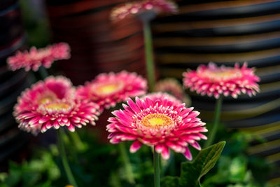 Close-up of pink flowering plants