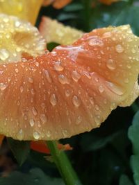 Close-up of water drops on flower