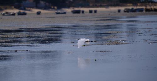 Bird swimming in lake