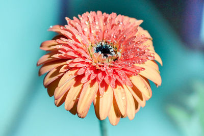 Close-up of insect on red flower