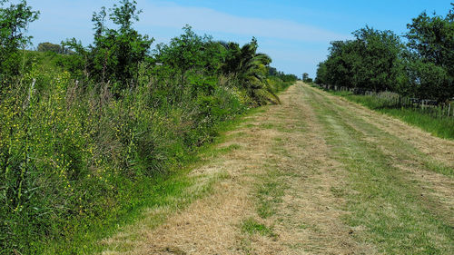 Scenic view of grass against sky