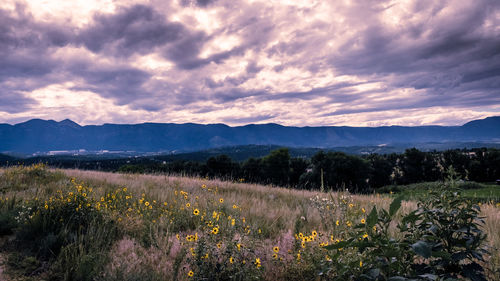 Scenic view of field against sky during sunset