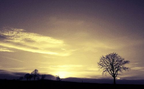 Silhouette of bare tree against sunset sky