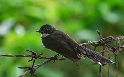 Close-up of bird perching on branch