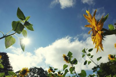 Low angle view of flowering plant against sky