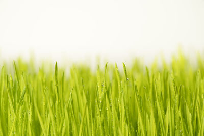 Close-up of crops growing on field