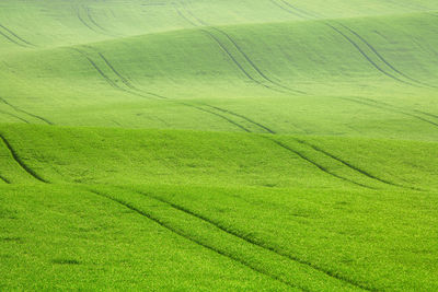 Full frame shot of green landscape