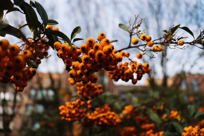 Close-up of orange fruits on tree