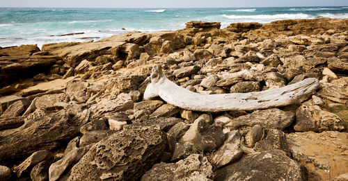 View of an animal on beach