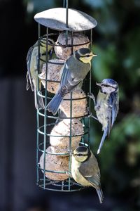 Close-up of bird feeder