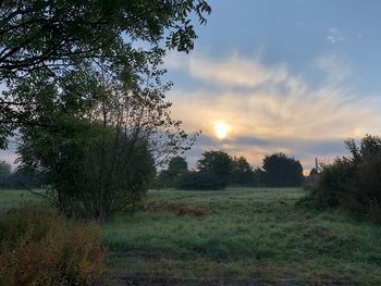 Trees on field against sky at sunset