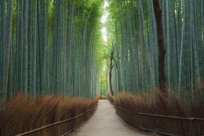 View of bamboo trees in park