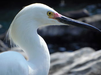 Close-up of an egret