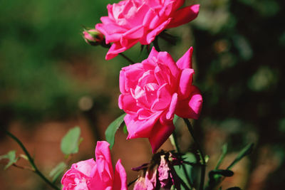 Close-up of pink rose