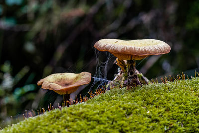 Close-up of mushroom growing on field