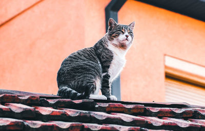 Low angle view of cat sitting outdoors