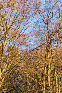 Low angle view of bare trees during winter
