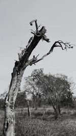 Bare tree on field against sky