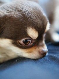 Close-up portrait of a dog