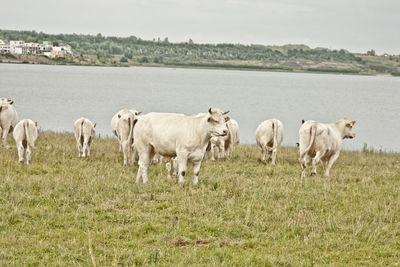 Cows on field against sky