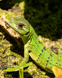 Close-up of lizard