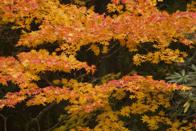 Close-up of yellow flowering plants during autumn