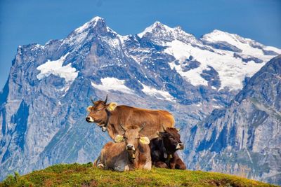 View of animal on snowcapped mountain
