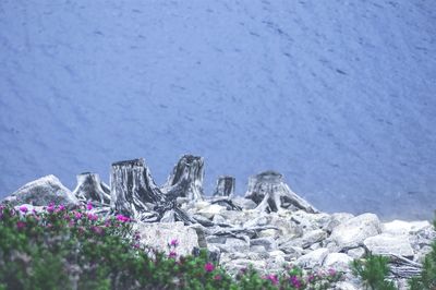 Close-up of flowers