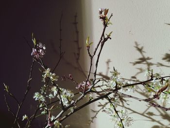 Low angle view of plant against sky