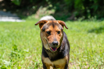 Portrait of dog on field