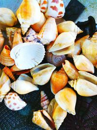 High angle view of shells