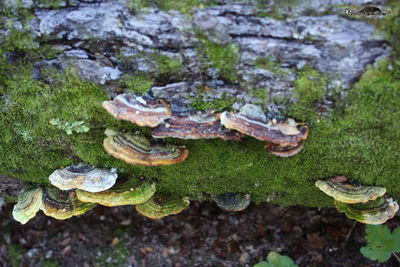 High angle view of mushrooms on field