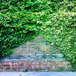 Ivy growing on wall against building