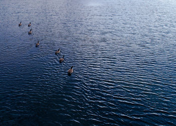 High angle view of swan swimming in lake