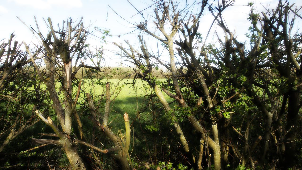 Sunrays through the bushes