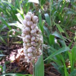 Close-up of plant growing on field