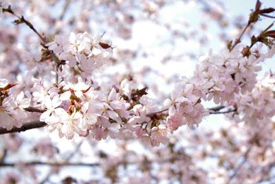 Low angle view of cherry blossoms