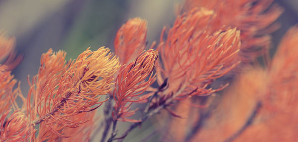 Close-up of flowers