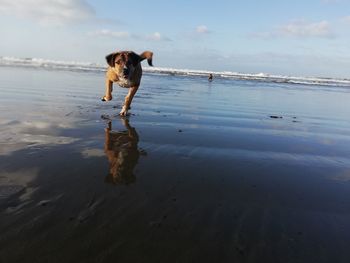 Dog on beach