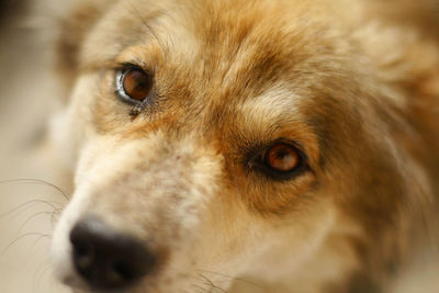 Close-up portrait of dog looking away