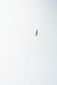 Low angle view of bird flying