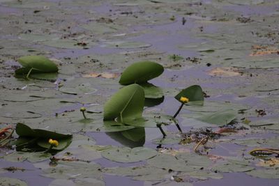View of leaves floating on water
