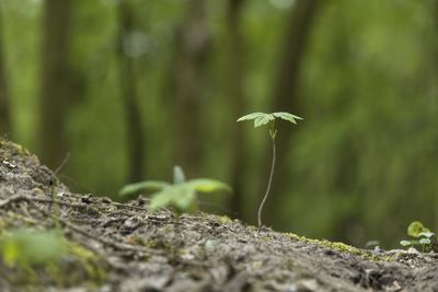 Close-up of plant growing on land