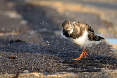 Close-up of bird shaking off water